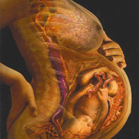 Как расположены органы у беременной
